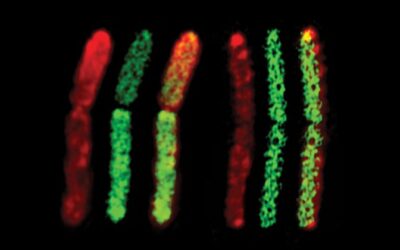 WHEN TWO BACTERIA BECOME ONE