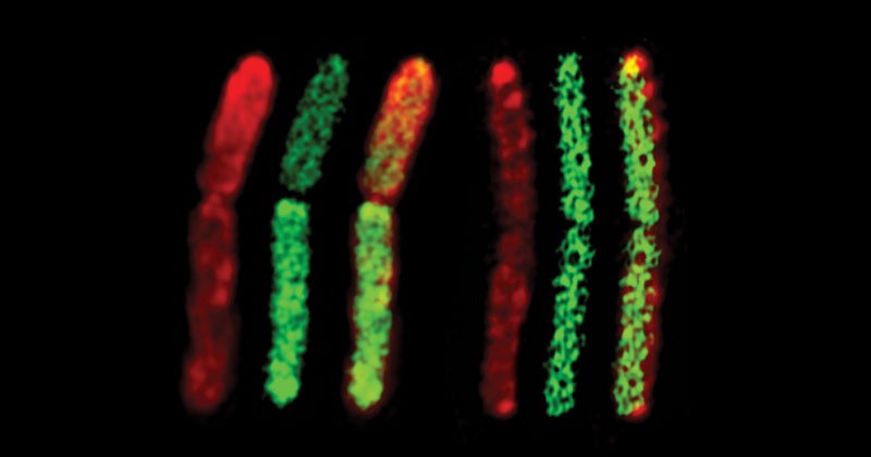 WHEN TWO BACTERIA BECOME ONE