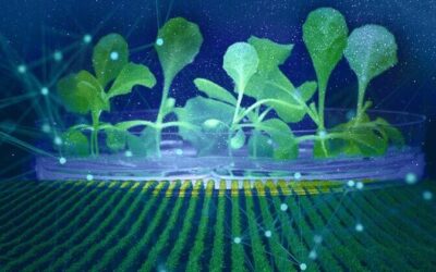 ARTIFICIAL PHOTOSYNTHESIS